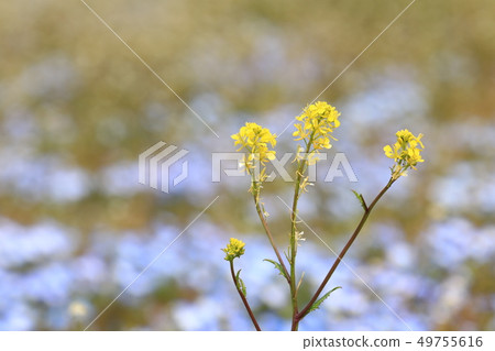 強姦開花320 強姦開花320 49755616