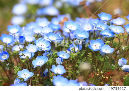 Nemophila 6321 Nemophila 6321 49755617