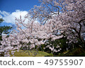 櫻花盛開（石川縣Kibagata公園） 49755907