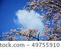 櫻花，雲彩和大天空...（石川縣Kibagata公園） 49755910