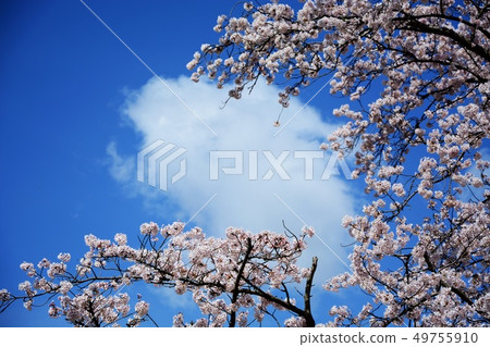 Cherry blossoms, clouds and large sky ... (Ishikawa Prefecture Kibagata Park) Cherry blossoms, clouds and large sky ... (Ishikawa Prefecture Kibagata Park) 49755910