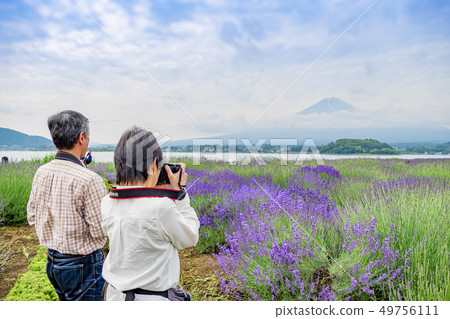 [川口薰衣草湖] 49756111