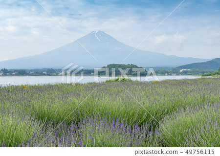 [川口薰衣草湖] 49756115