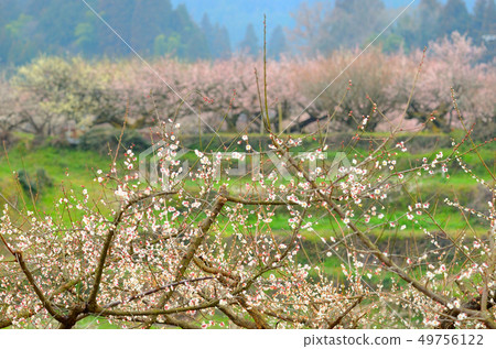 小山梅花園 小山梅花園 49756122