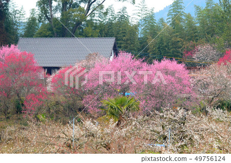 小山梅花園 小山梅花園 49756124