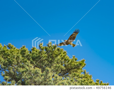 [Tombi] 49756146