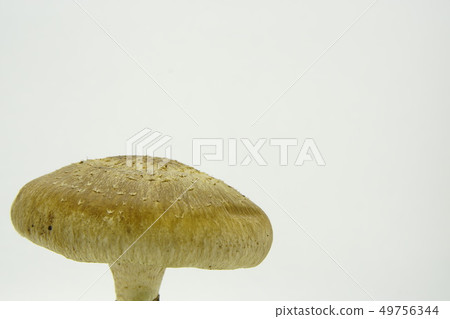 Shiitake Shiitake 49756344