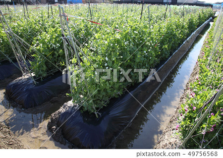 Spring pea field 49756568