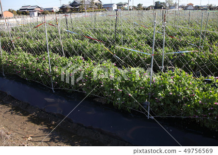 Spring pea field 49756569