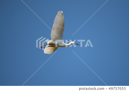 Kosagi flying to 02 Kosagi flying to 02 49757055