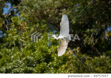 The flight of the rooster bird and kosagi The flight of the rooster bird and kosagi 49757057