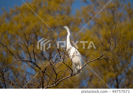 Maroon colored Great Egret 02 49757071