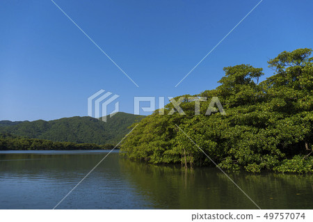 Urauchi River Iriomote Island叢林遊船 49757074