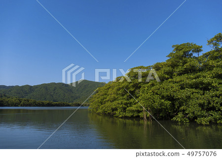 Urauchi River Iriomote Island叢林遊船 Urauchi River Iriomote Island叢林遊船 49757076