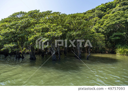 Urauchi River Iriomote Island叢林遊船 49757093