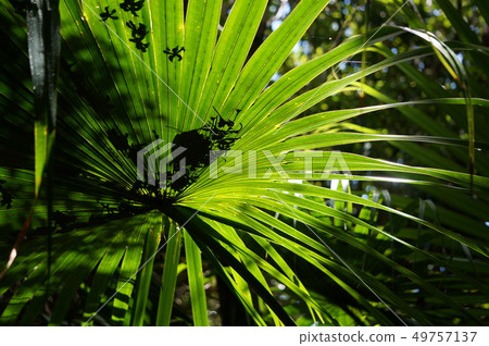 Ogasawara Islands, Chitajima, Heart lock 49757137