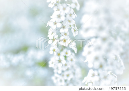 Yukiyanagi Yukiyanagi Yukiyanagi Yukiyanagi 49757233