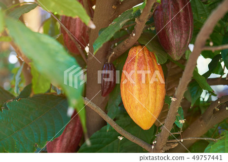 Group of cacao pods Group of cacao pods 49757441