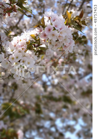 Yamazakura Yamazakura 49757453