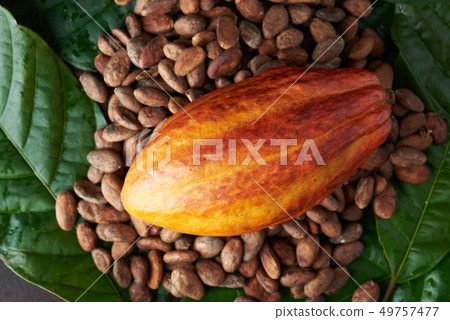 Cocoa plant set 49757477