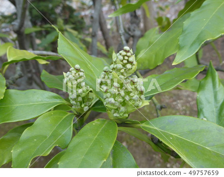 在Manyo植物園的芽 49757659