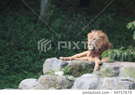 King of the Beast Lion 49757679