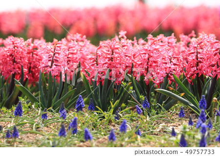 風信子6258 49757733