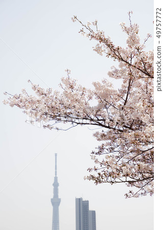 Sakura and Tokyo Sky Tree Sakura and Tokyo Sky Tree 49757772