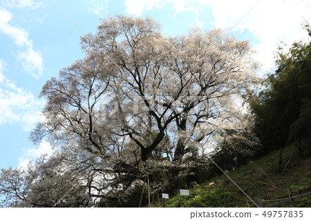 Oyama Sakura 5388 Oyama Sakura 5388 49757835