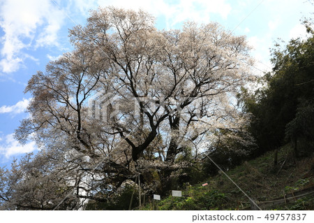 大山櫻花5397 大山櫻花5397 49757837