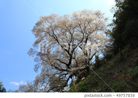 大山櫻桃樹5445 大山櫻桃樹5445 49757838
