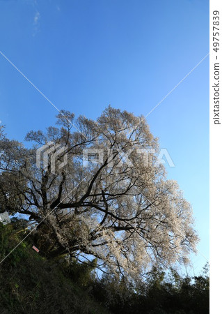 小山櫻桃5451 小山櫻桃5451 49757839