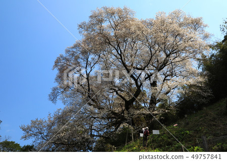 Oyama Sakura 5477 49757841