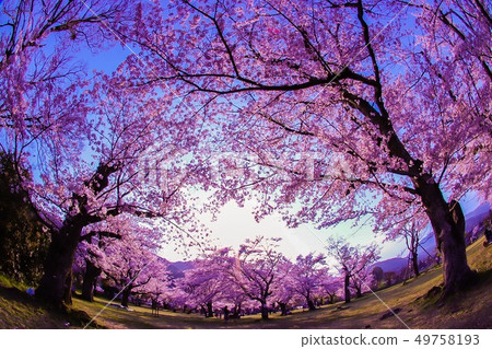 櫻花框架組成 49758193