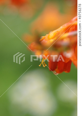 Tottori four season walk summer morning dew 49758278