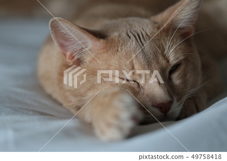  我們家的牛奶 49758418