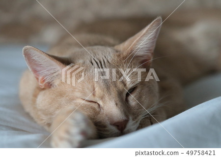  我們家的牛奶 49758421