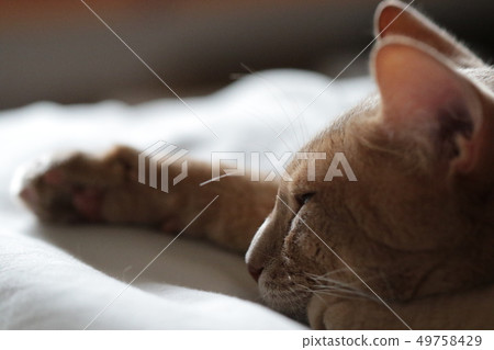  我們家的牛奶 49758429