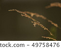 Vine plants 11 49758476