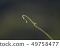 Vine plants 12 49758477