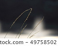 Vine plants 17 49758502