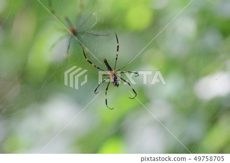 Spider web with a spider lit by sunlight Spider web with a spider lit by sunlight 49758705