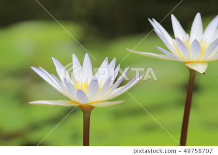 lotus flower or water lily in a pond lotus flower or water lily in a pond 49758707