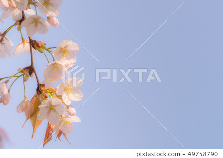 Cherry blossom illustration 49758790