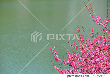 Koume and Yodogawa 49759350