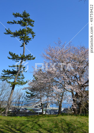 櫻花盛開（輪島市ichihonmatsu公園） 49759422