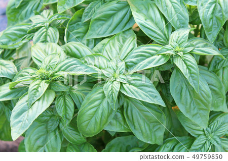 basil   49759850