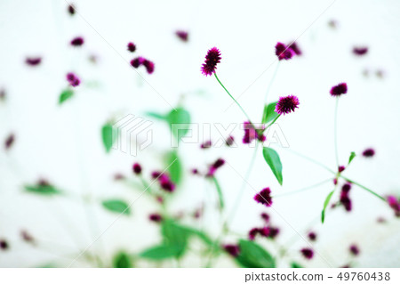 Senka Kobo Red-purple florets 49760438