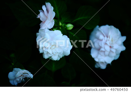 鳳仙花雙花 鳳仙花雙花 49760450