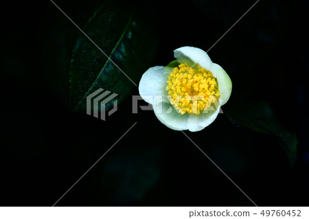 Blooming in the shade, tea tree flowers Blooming in the shade, tea tree flowers 49760452
